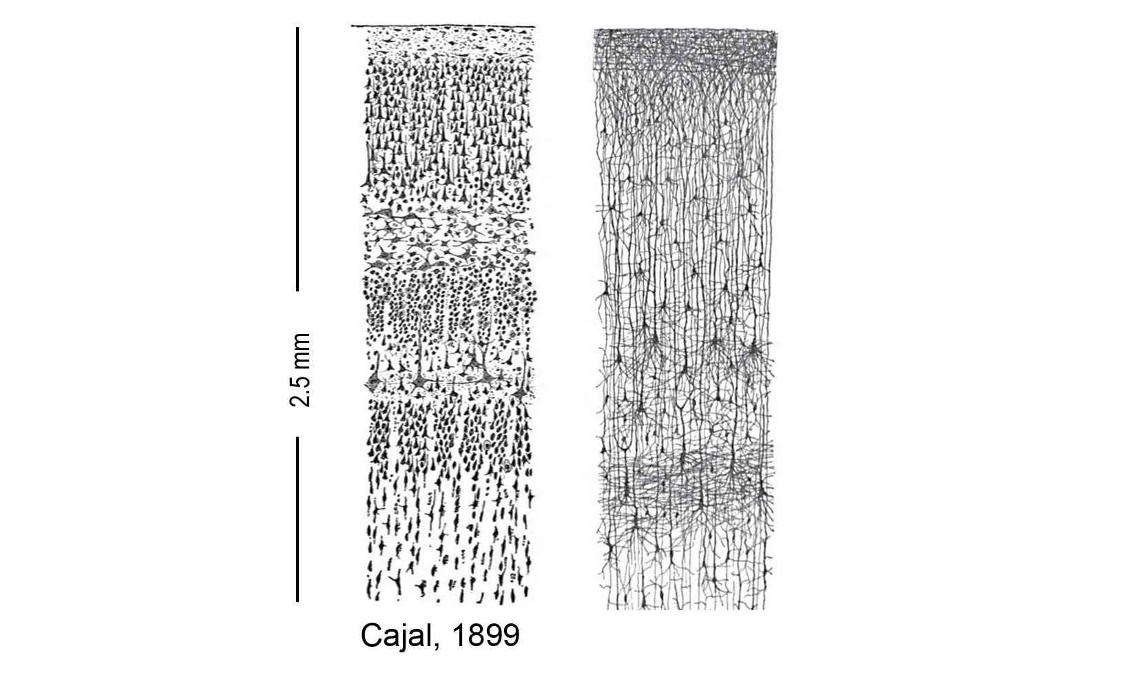 image https://libmind.github.io/img/e10_a_thousand_brains/images/000002.jpg