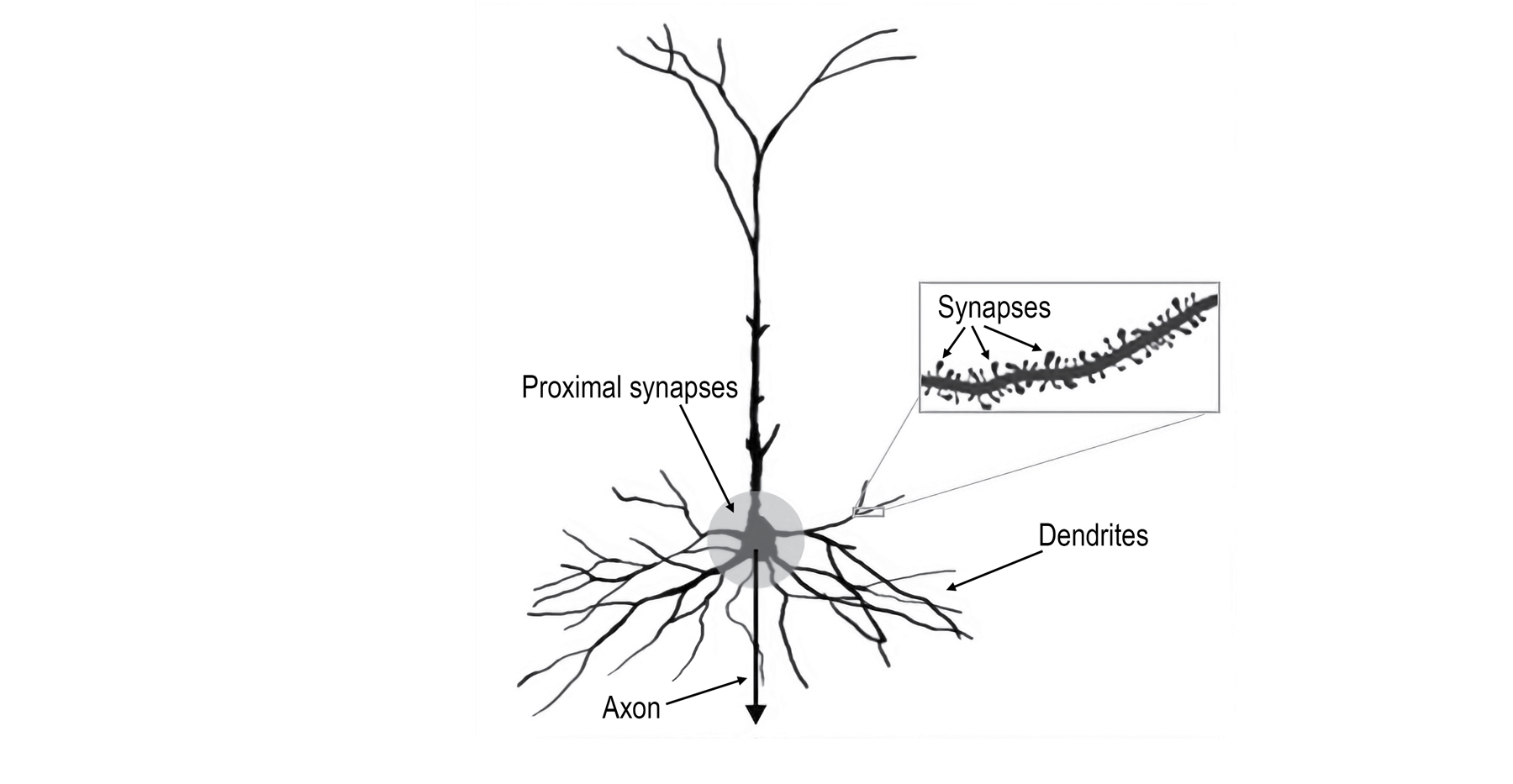 image https://libmind.github.io/img/e10_a_thousand_brains/images/000008.jpg